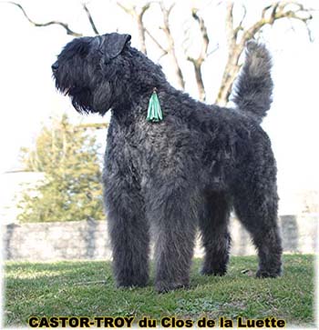 bouvier des flandres du clos de la luette - copyright déposé